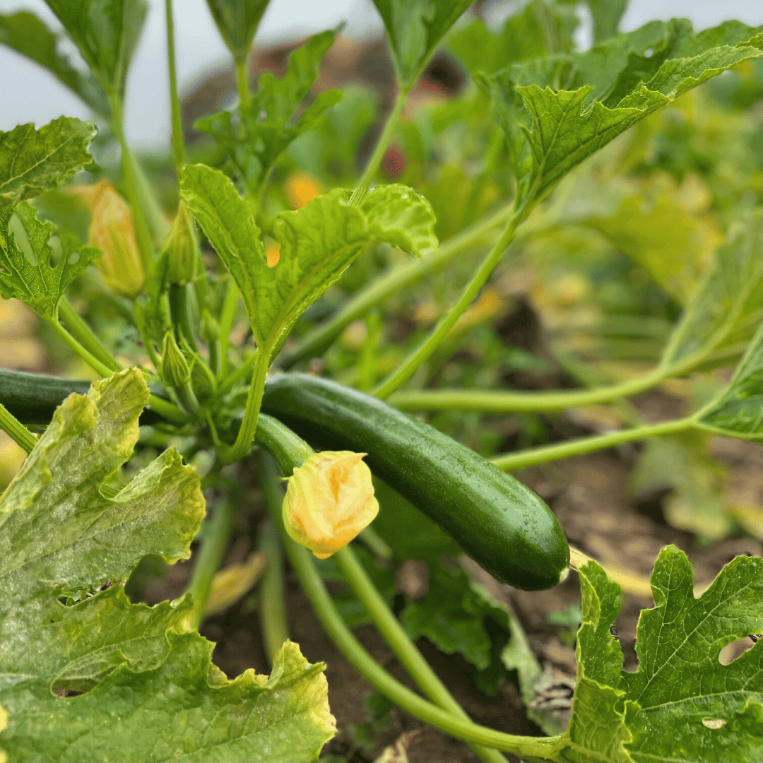 courgette